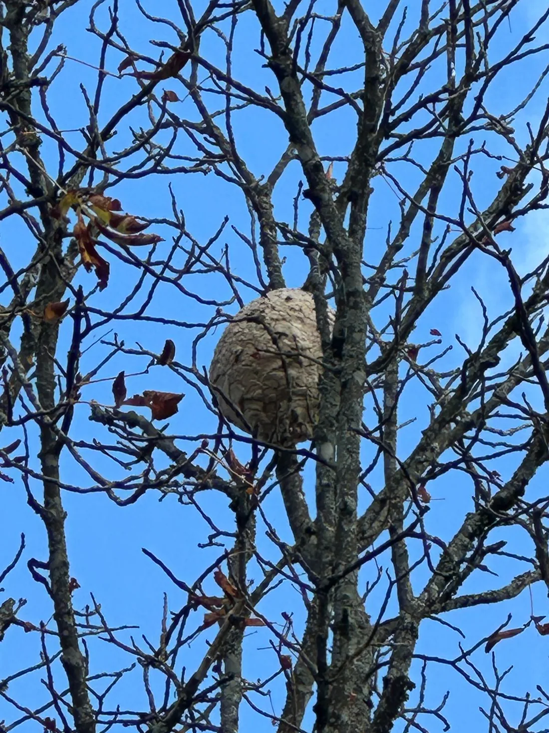 Nid de frelons sphérique accroché aux branches hautes d’un arbre